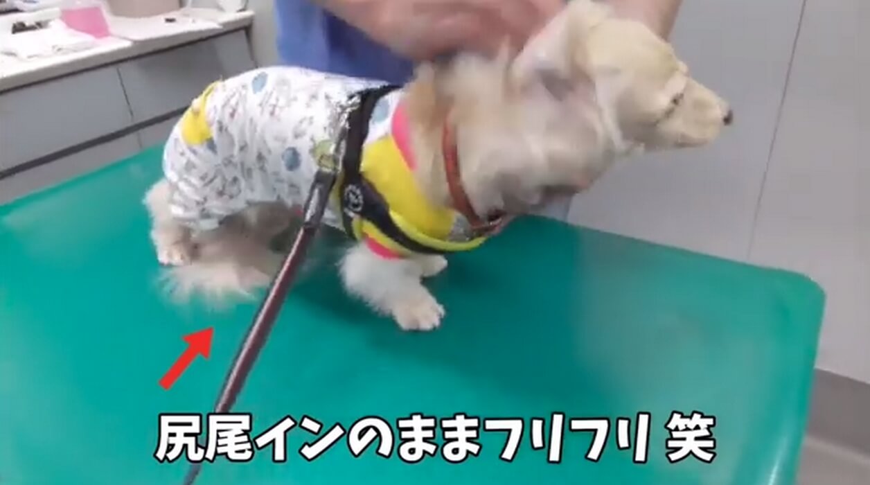 ダックスフンド,動画