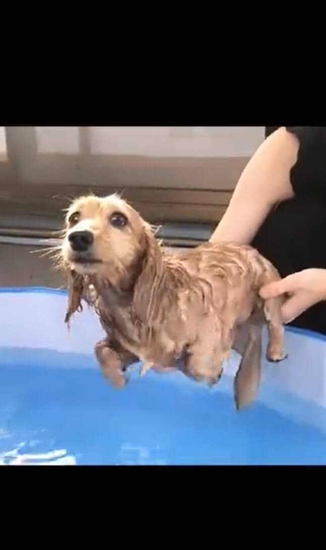 ダックスフンド,動画