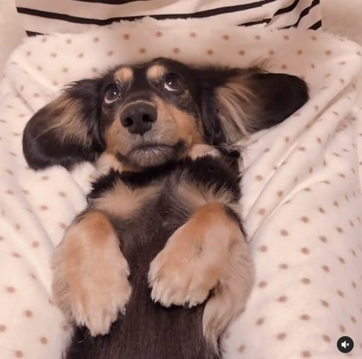 ダックスフンド,動画