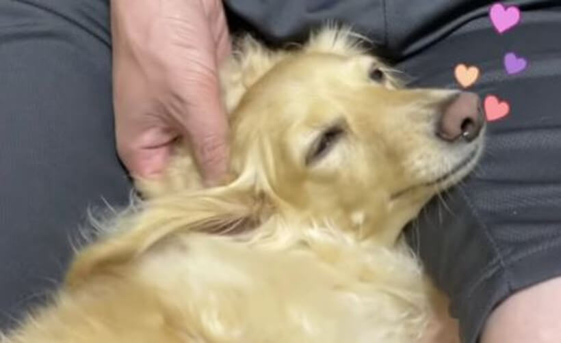 ダックスフンド,動画