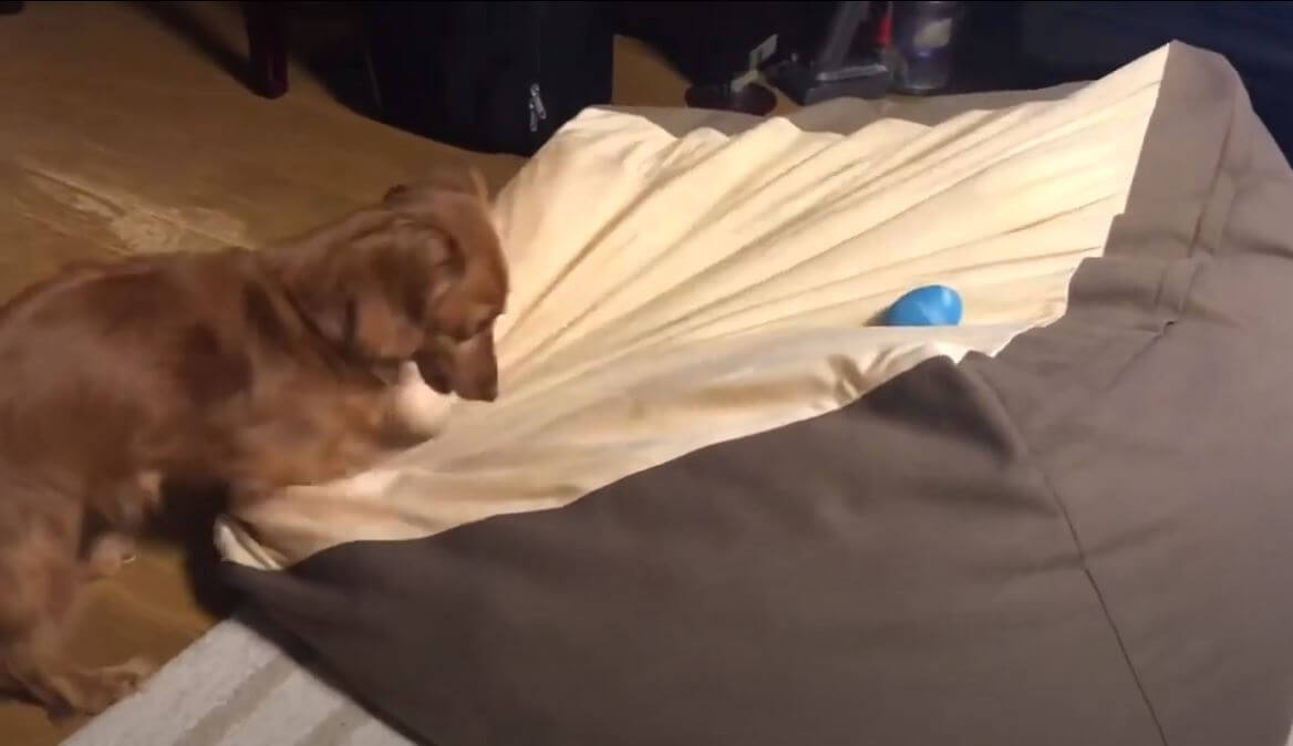 ダックスフンド,動画