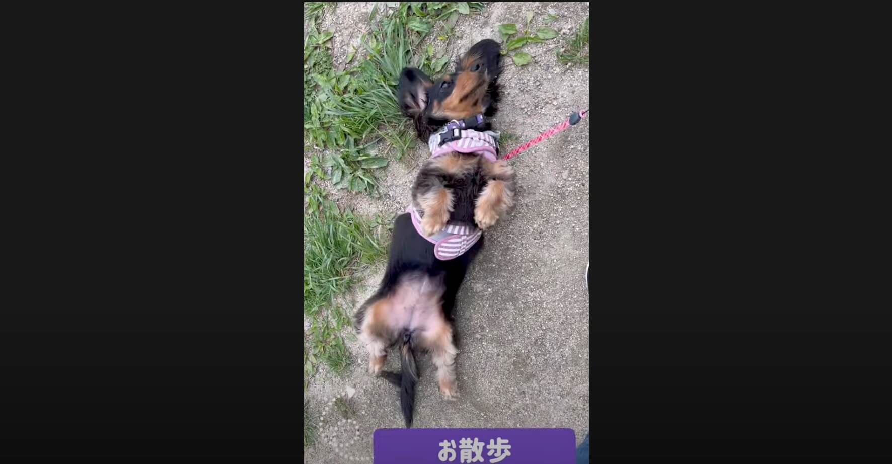 ダックスフンド,動画