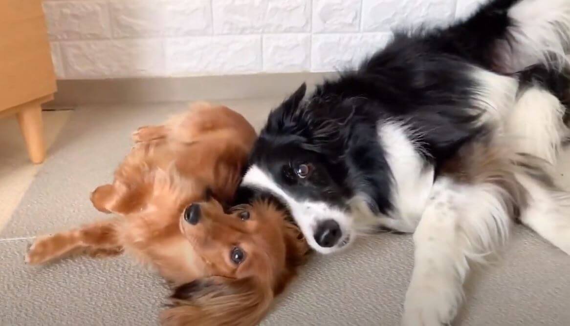 ダックスフンド,動画