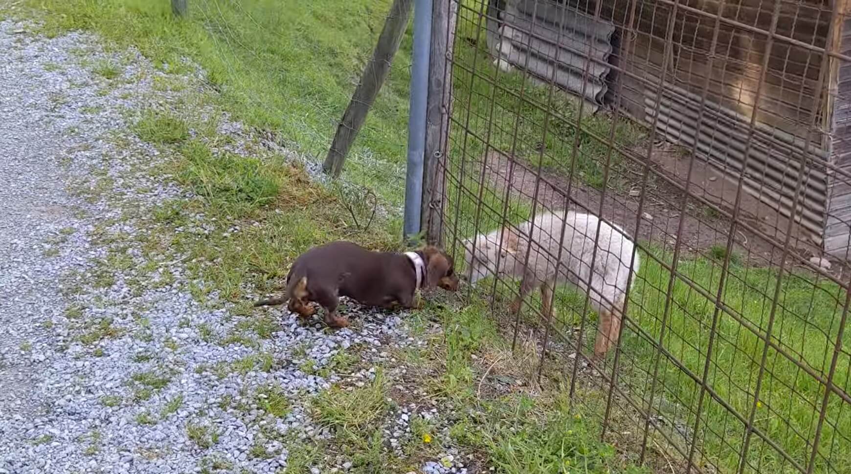 ダックスフンド,動画