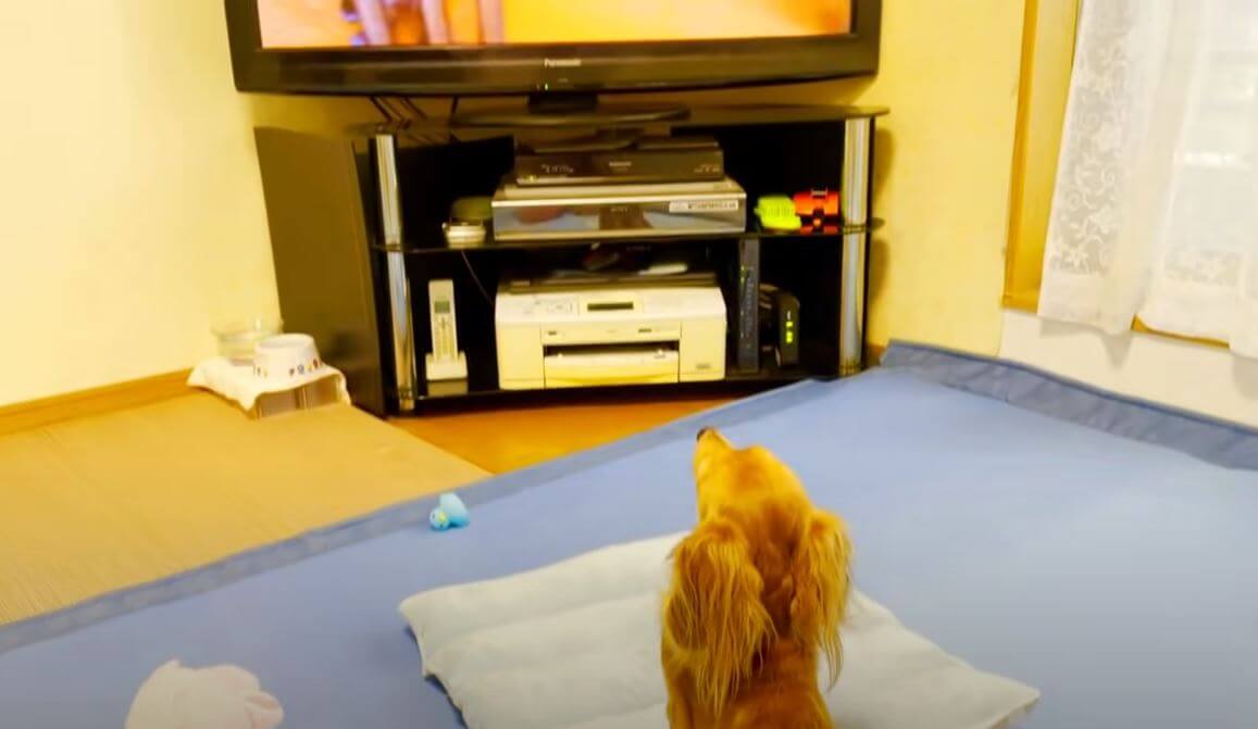 ダックスフンド,動画