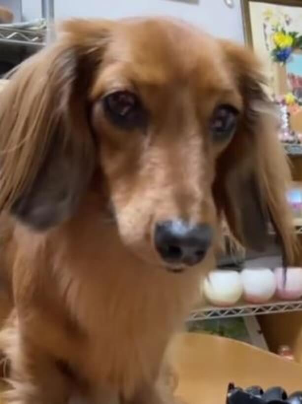 ダックスフンド,動画