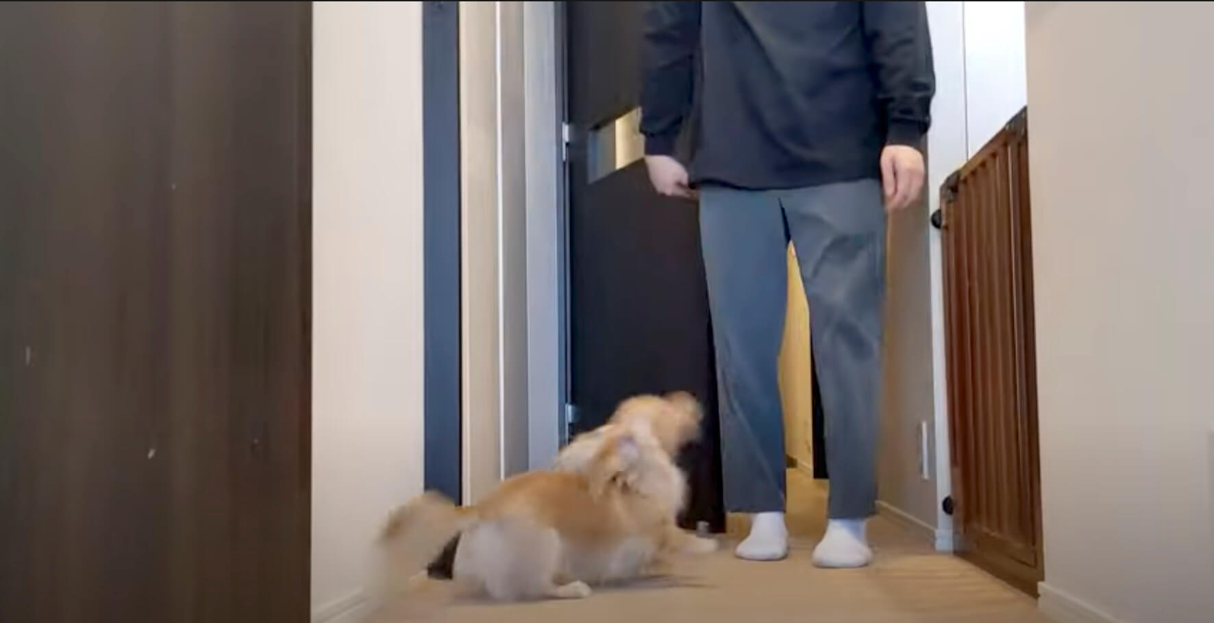 ダックスフンド,動画