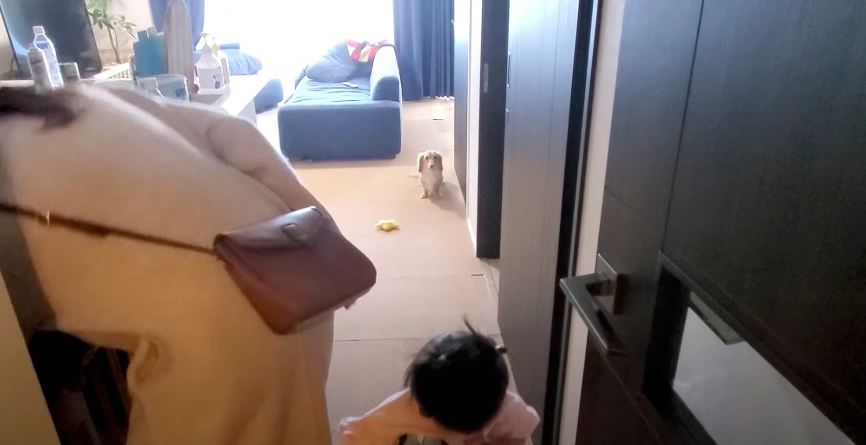 ダックスフンド,動画