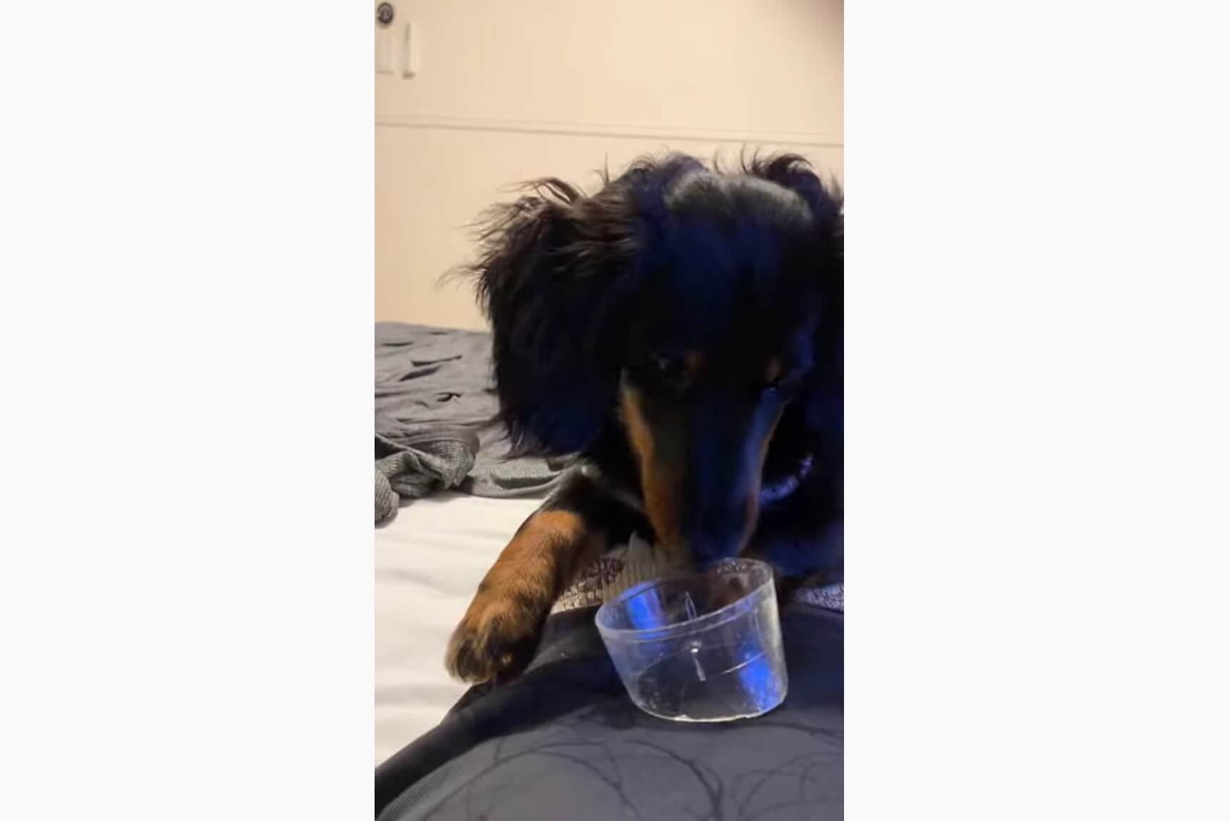 ダックスフンド,動画