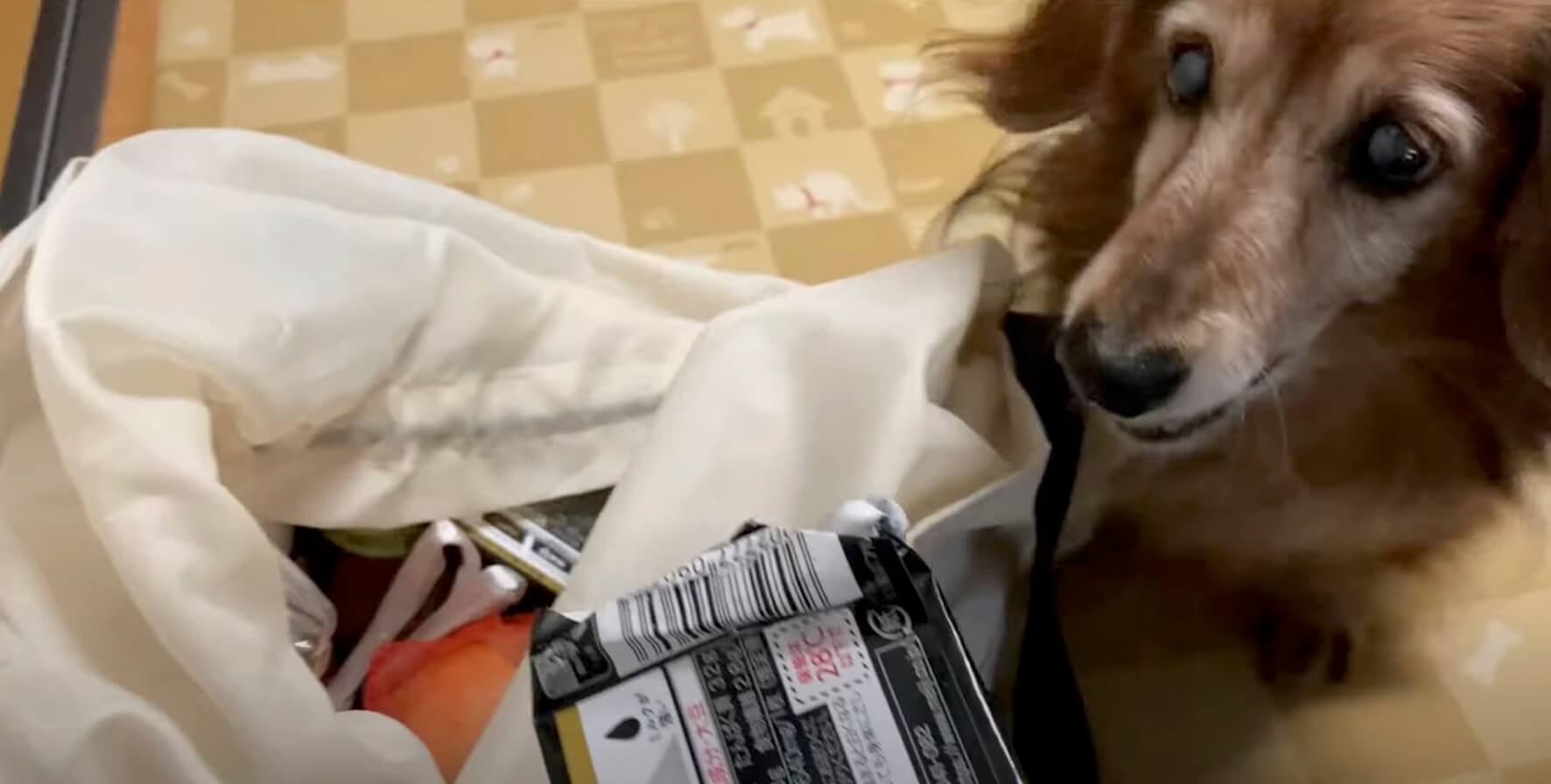 ダックスフンド,動画