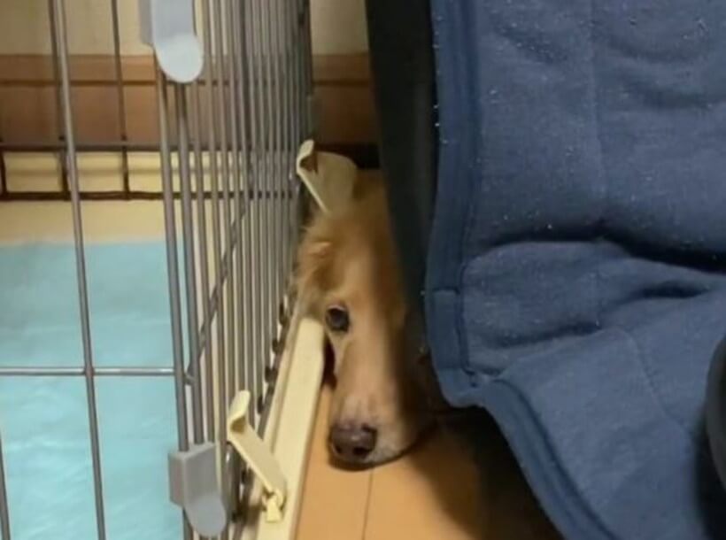 ダックスフンド,動画