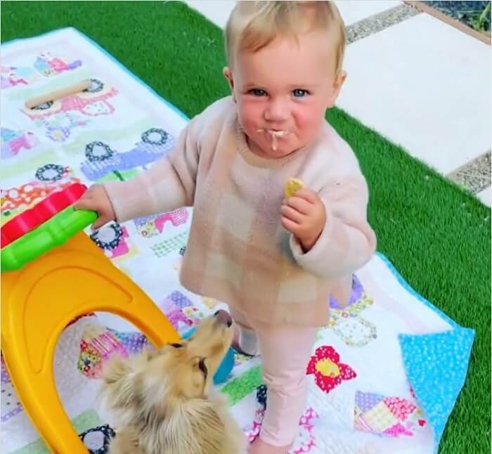 ダックスフンド,動画