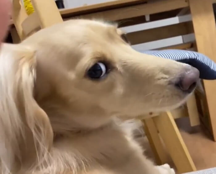 ダックスフンド,動画