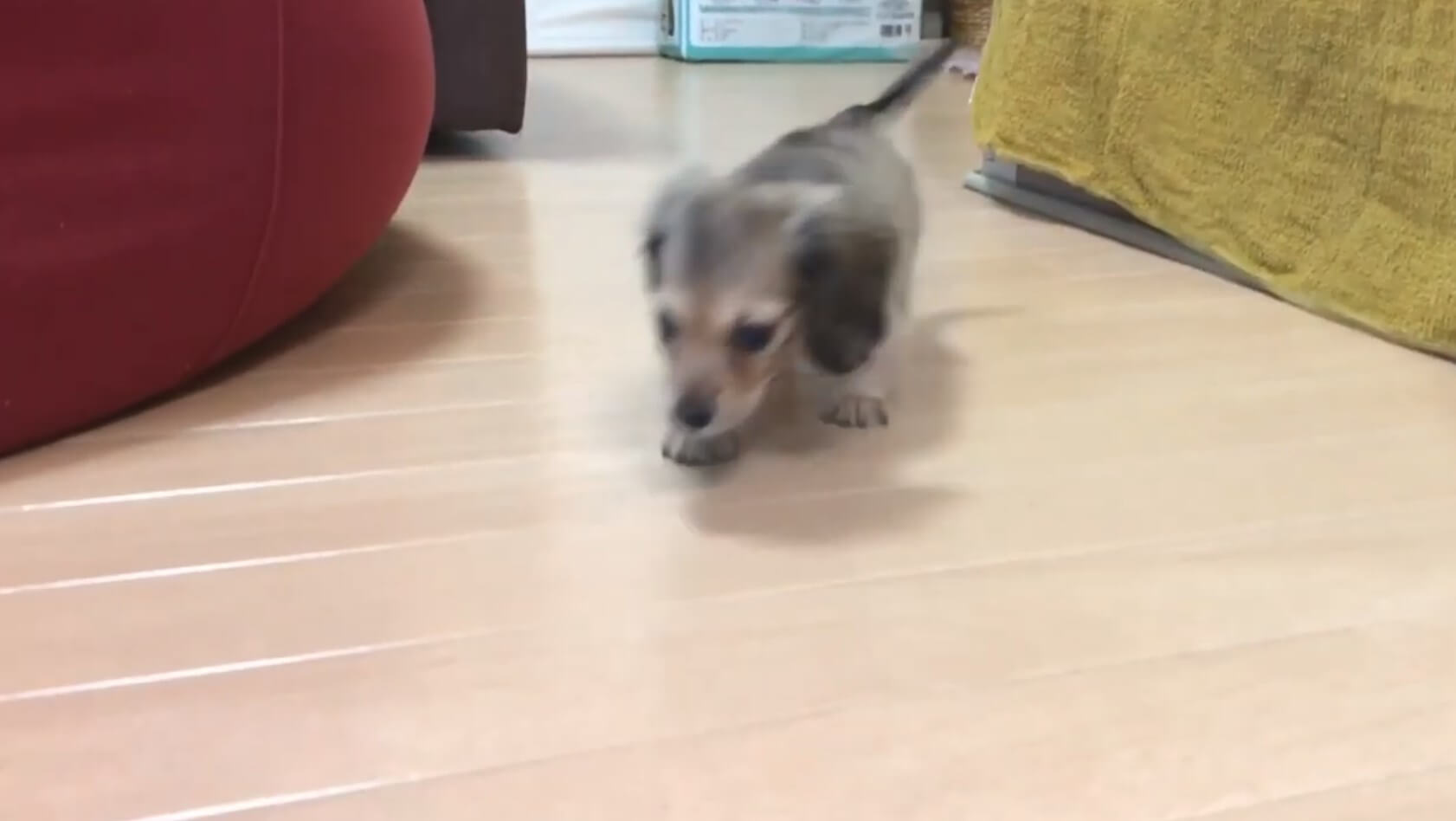 ダックスフンド,動画