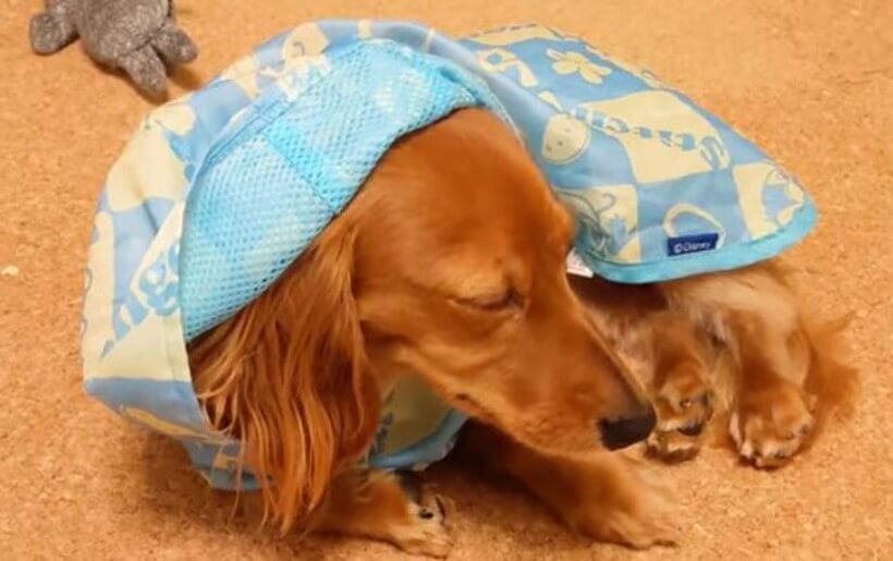 ダックスフンド,動画