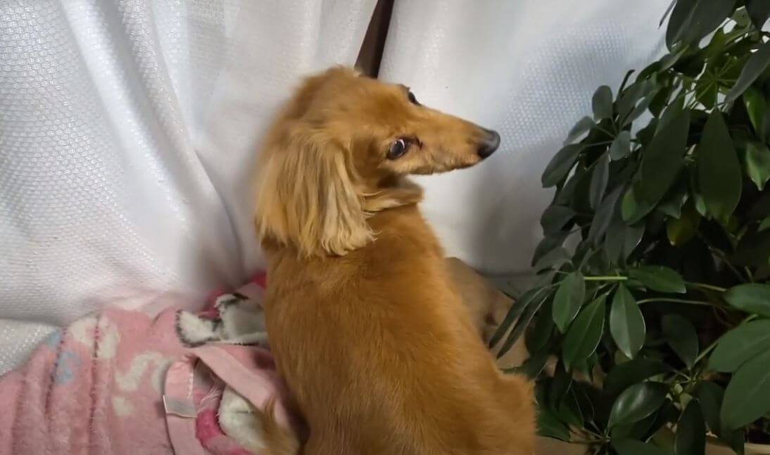 ダックスフンド,動画