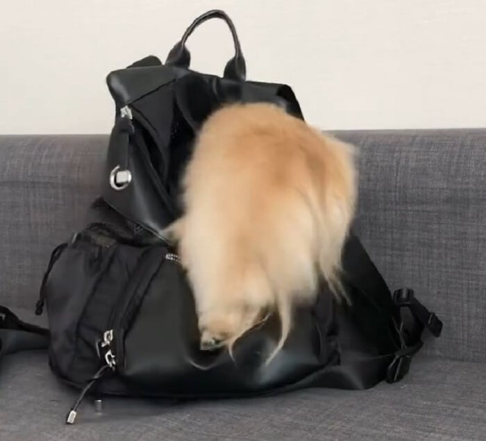 ダックスフンド,動画