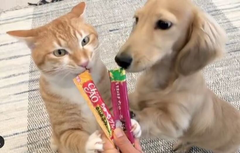 ダックスフンド,動画