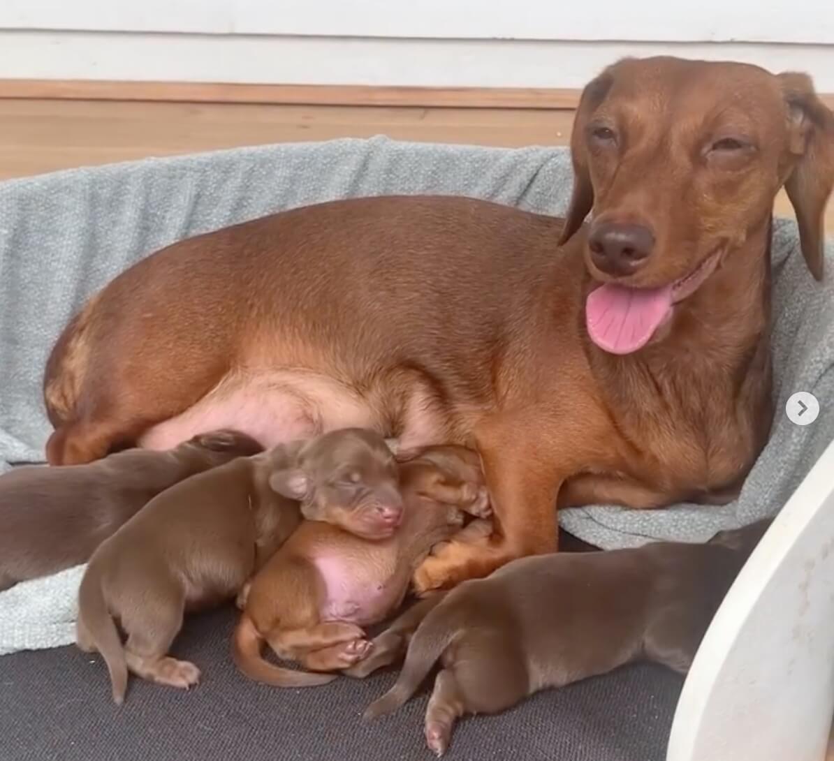 ダックスフンド,動画