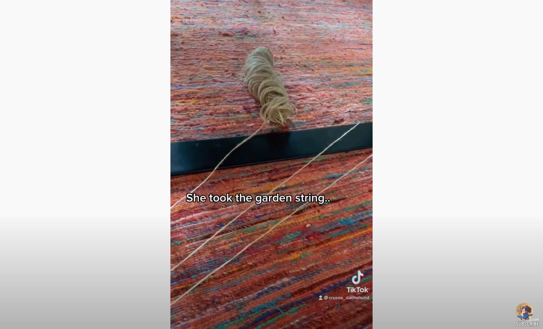 ダックスフンド,動画