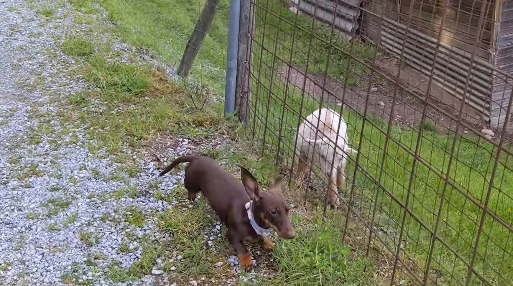 ダックスフンド,動画