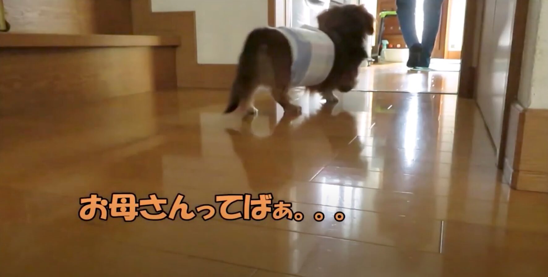 ダックスフンド,動画