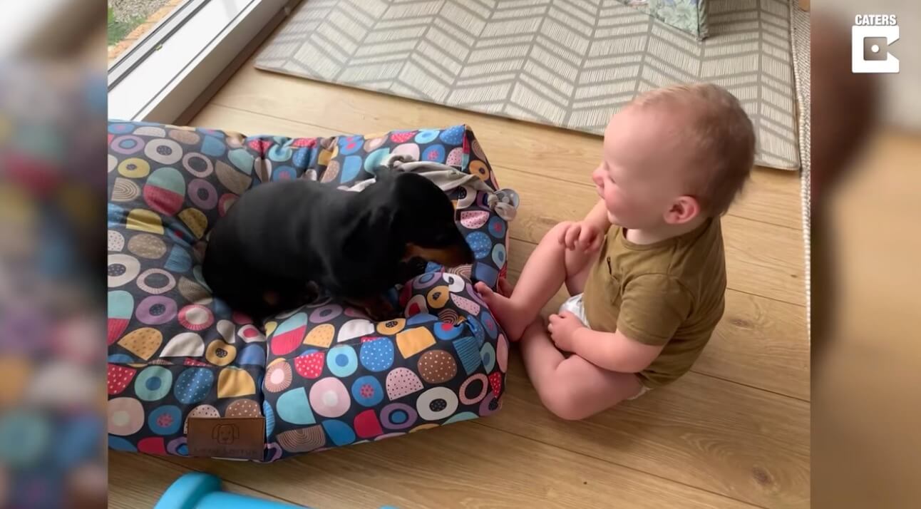 ダックスフンド,動画