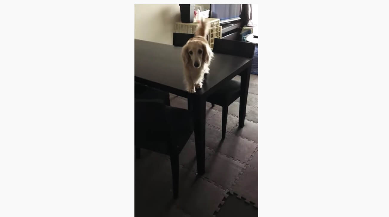 ダックスフンド,動画