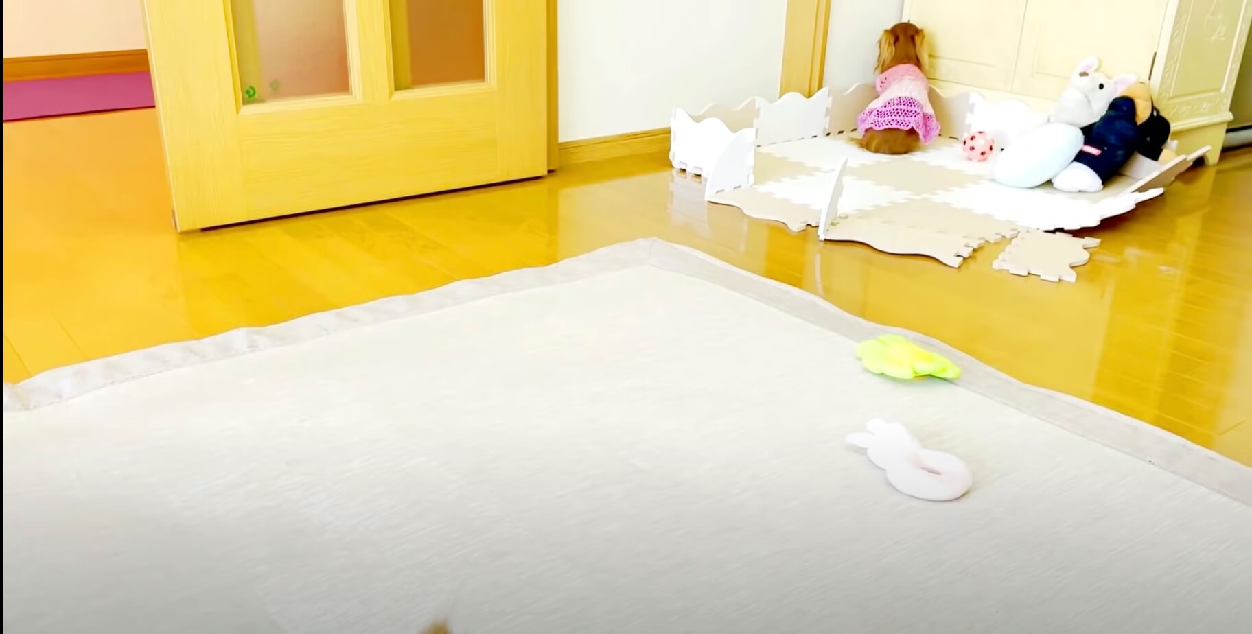 ダックスフンド,動画