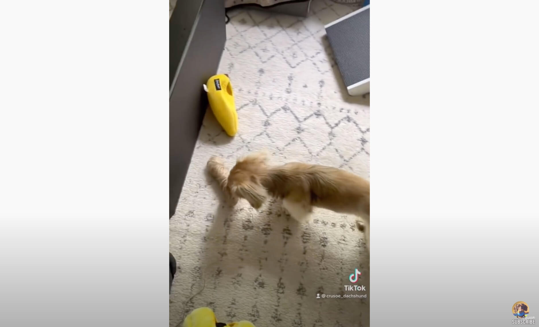 ダックスフンド,動画