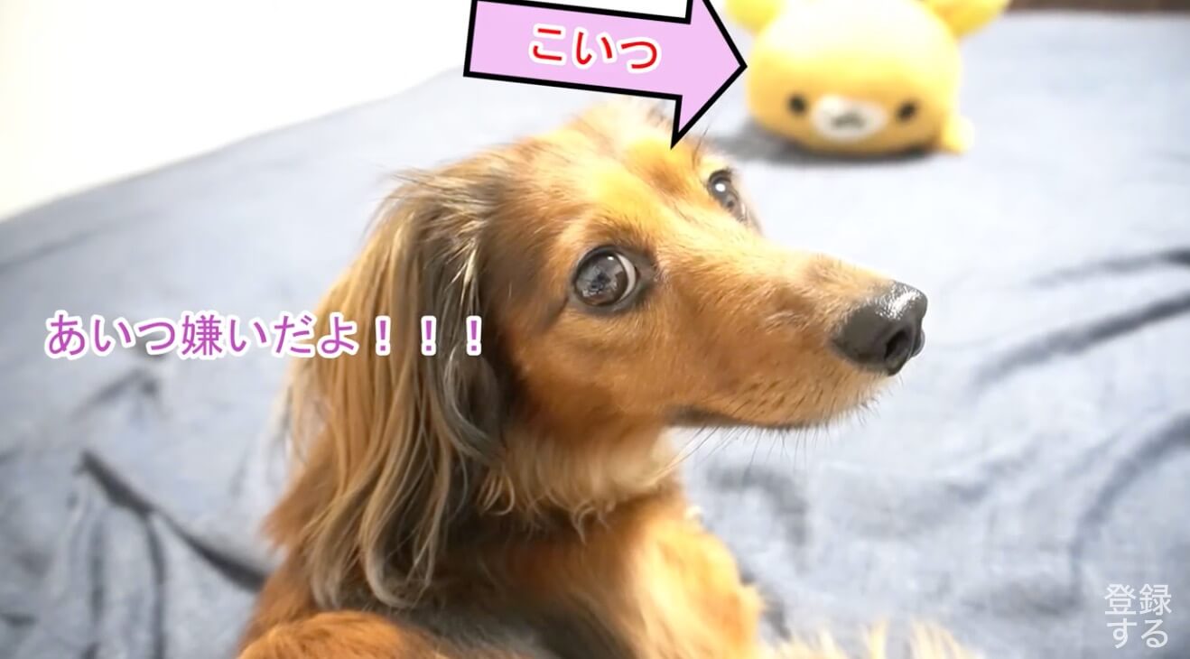 ダックスフンド,動画