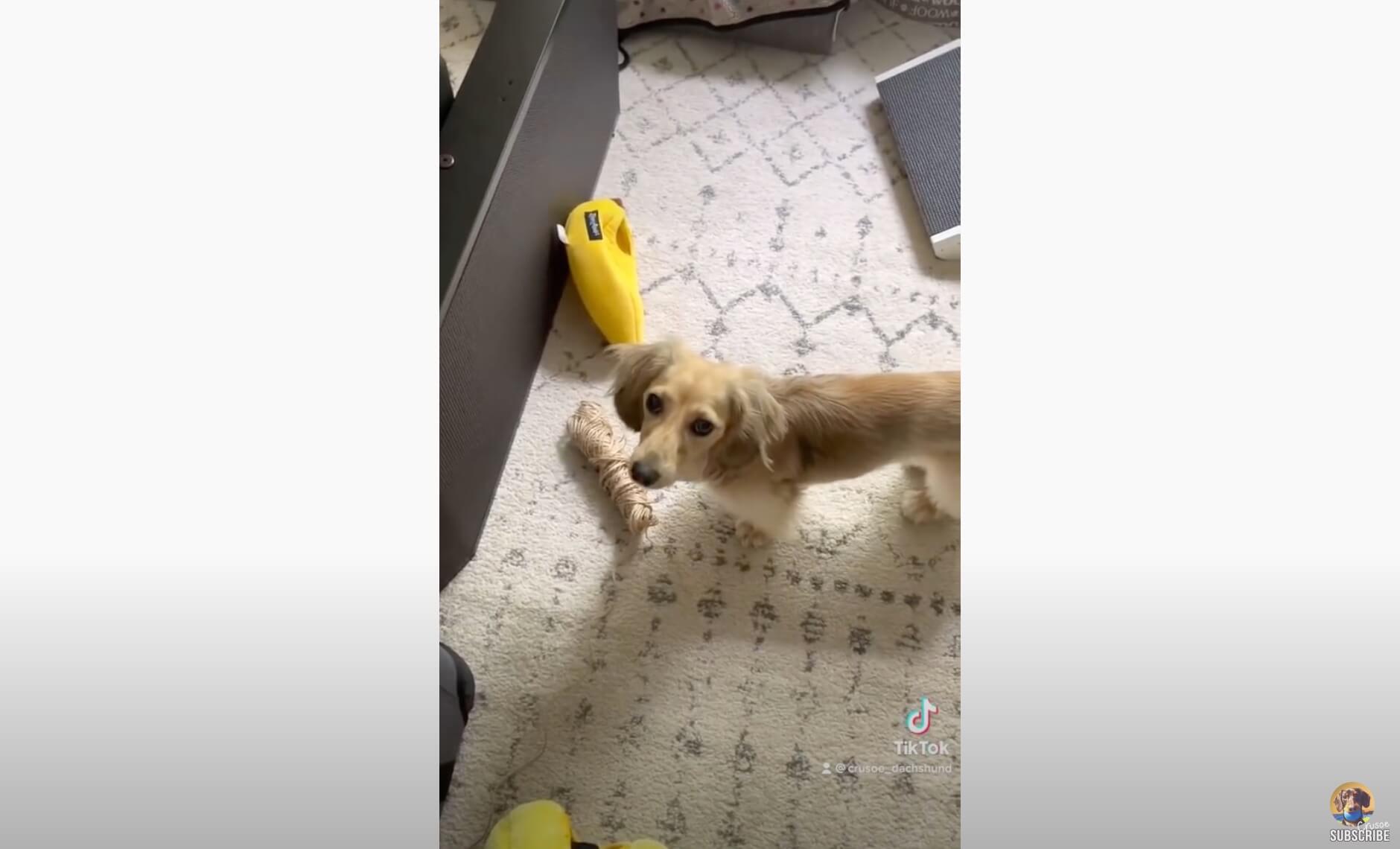 ダックスフンド,動画