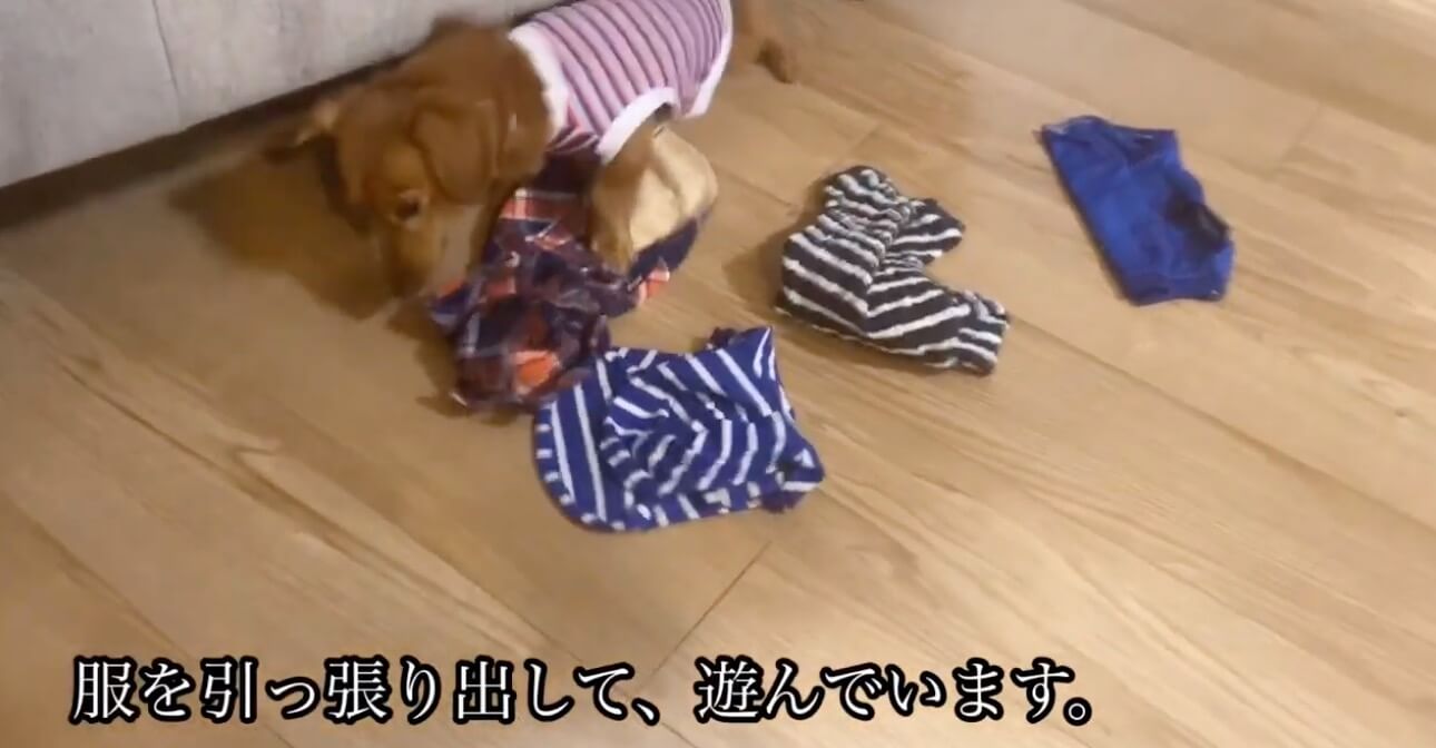 ダックスフンド,動画