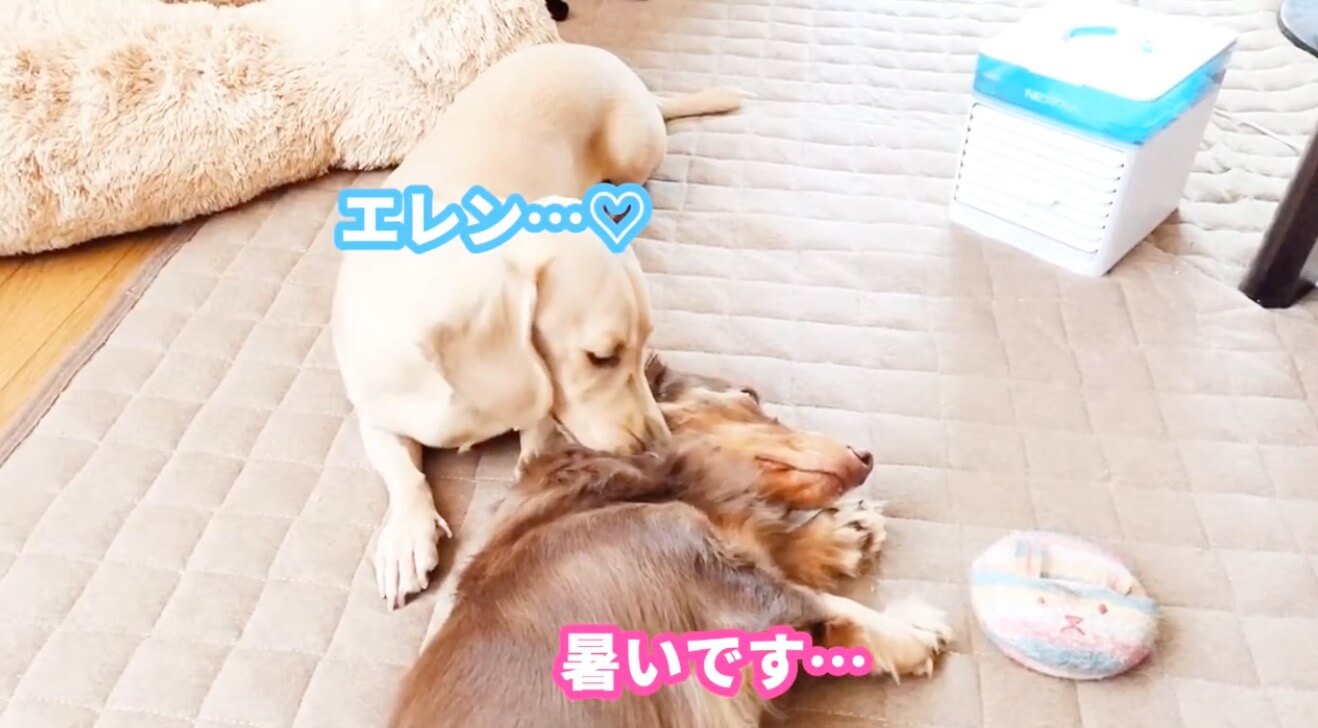 ダックスフンド,動画