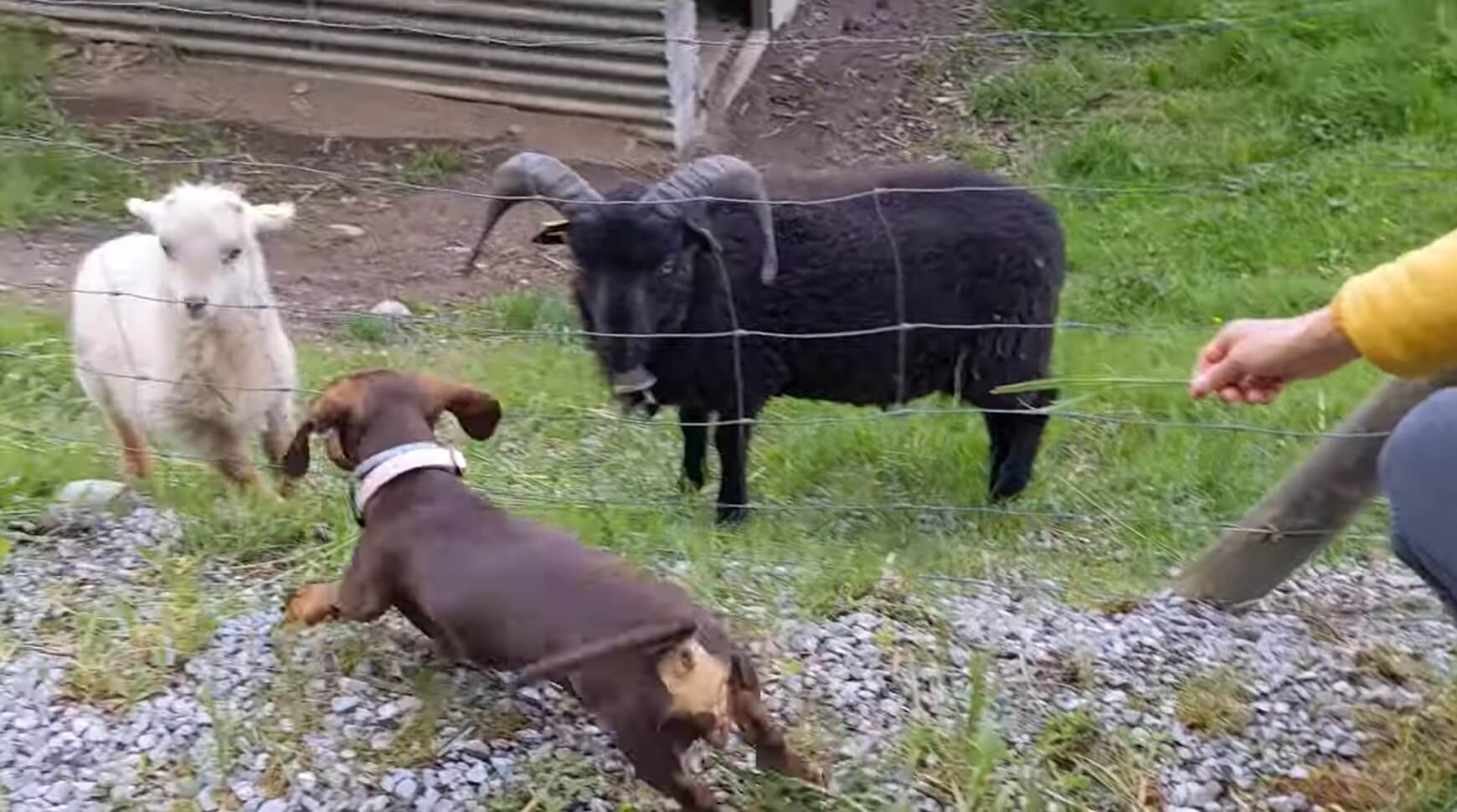 ダックスフンド,動画