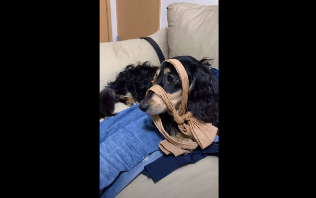 ダックスフンド,動画