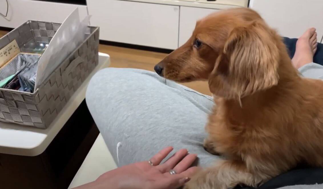 ダックスフンド,動画