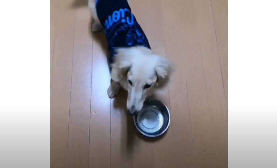 ダックスフンド,動画