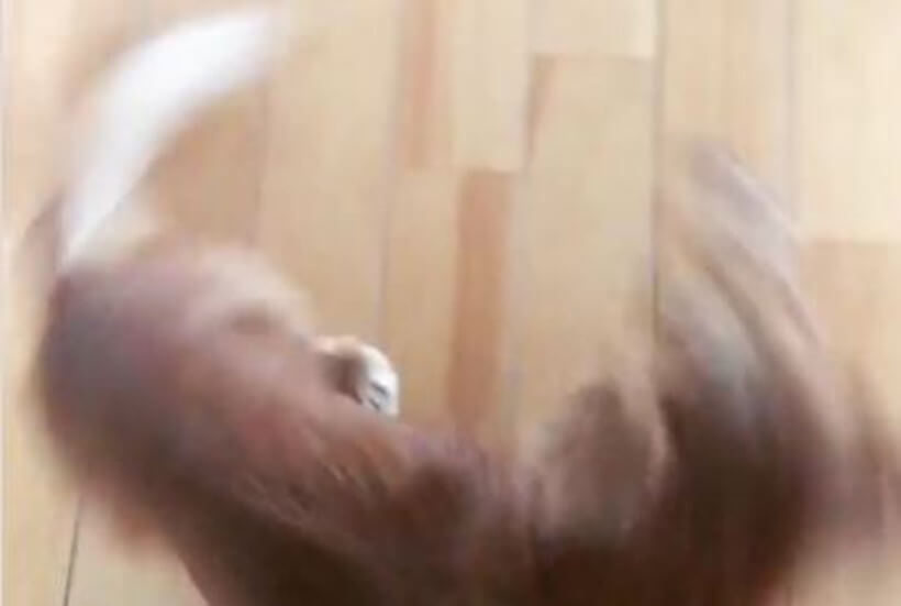 ダックスフンド,動画