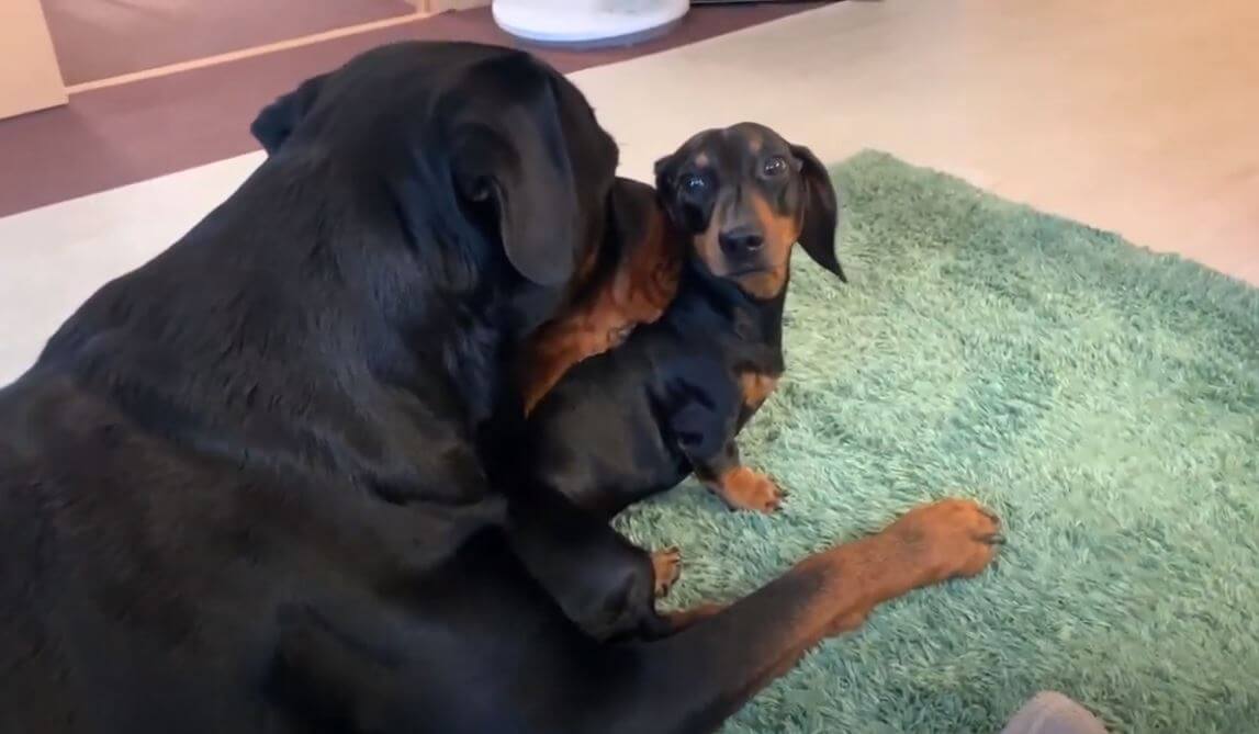 ダックスフンド,動画