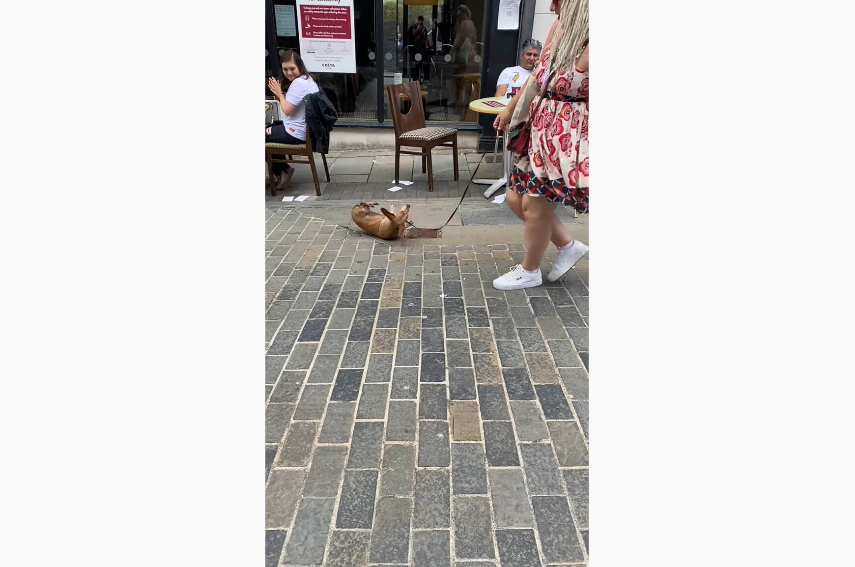 ダックスフンド,動画