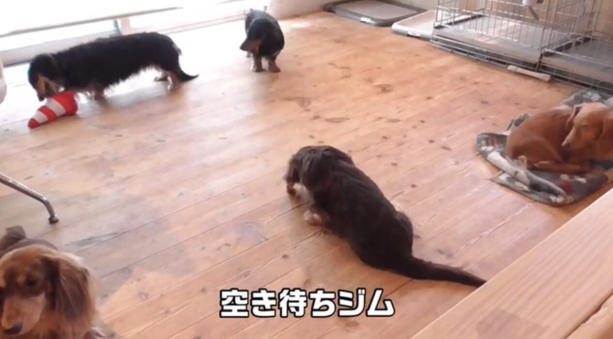 ダックスフンド,動画