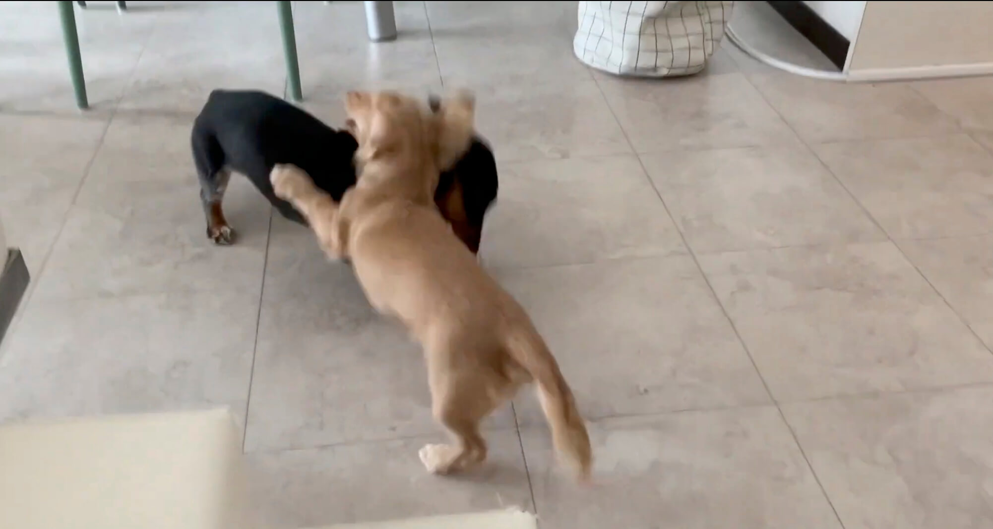 ダックスフンド,動画