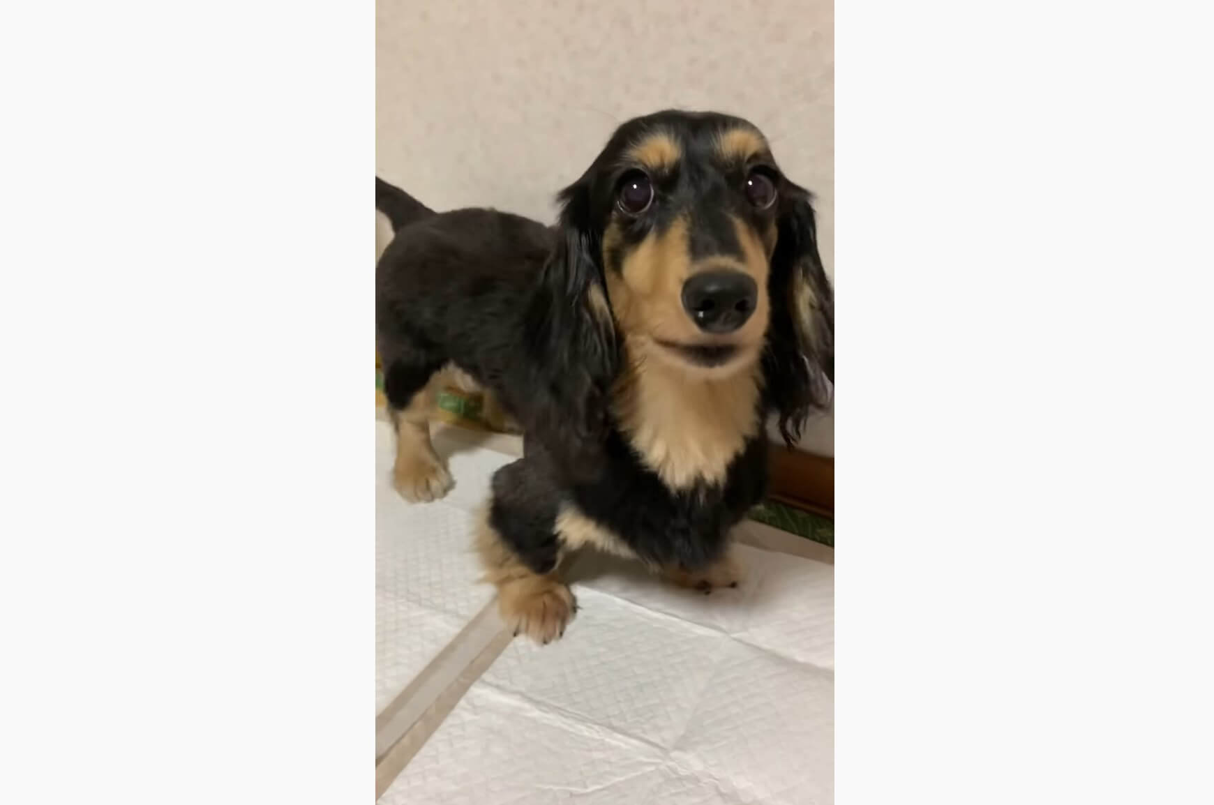 ダックスフンド,動画