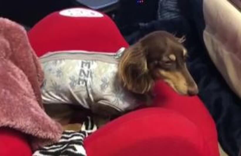 ダックスフンド,動画