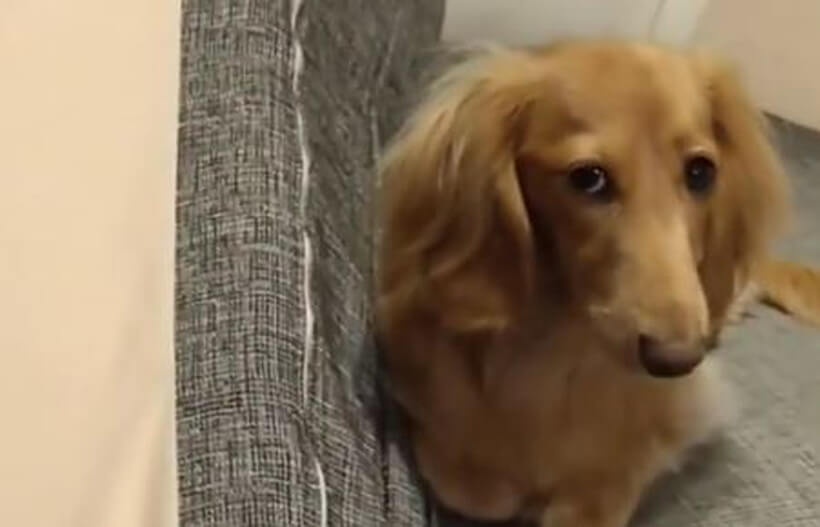 ダックスフンド,動画