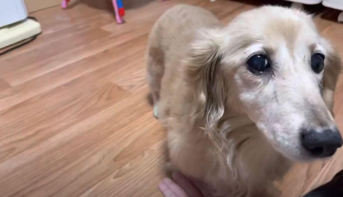 ダックスフンド,動画