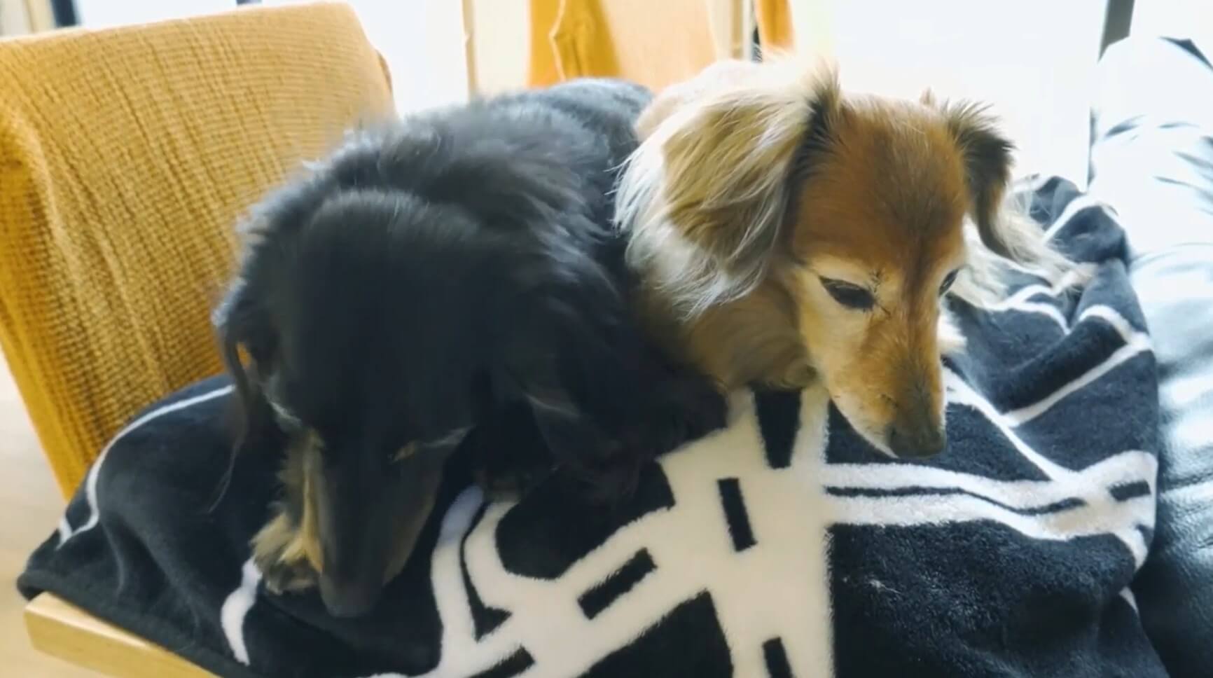 ダックスフンド,動画