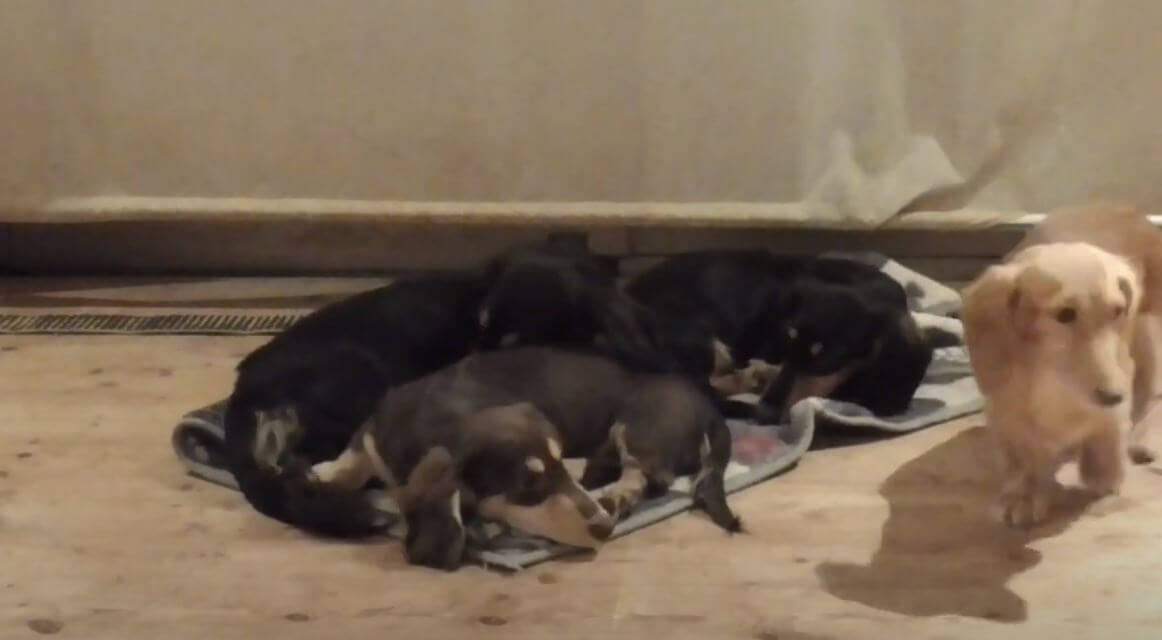 ダックスフンド,動画