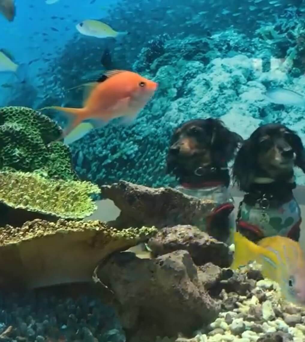 ダックスフンド,動画